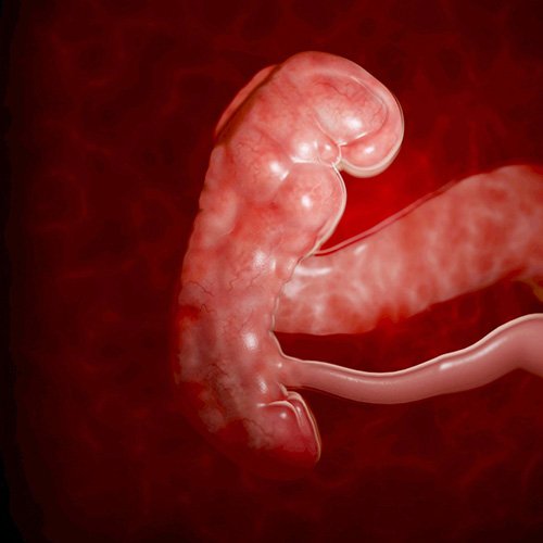 Semana 5 de embarazo: ¡Cómo se determina su sexo!