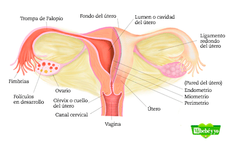 utero infografia
