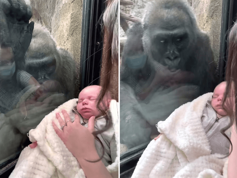Mamá gorila y bebé humano