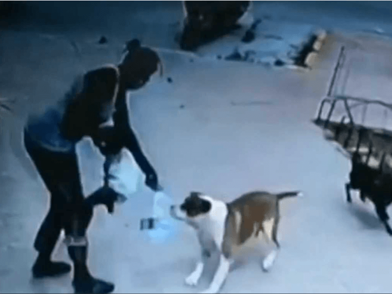 Veterinaria salva a una niña del ataque de un perro