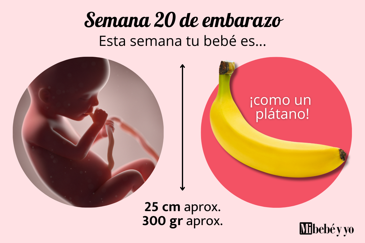 Semana 20 de embarazo: Ecografía morfológica