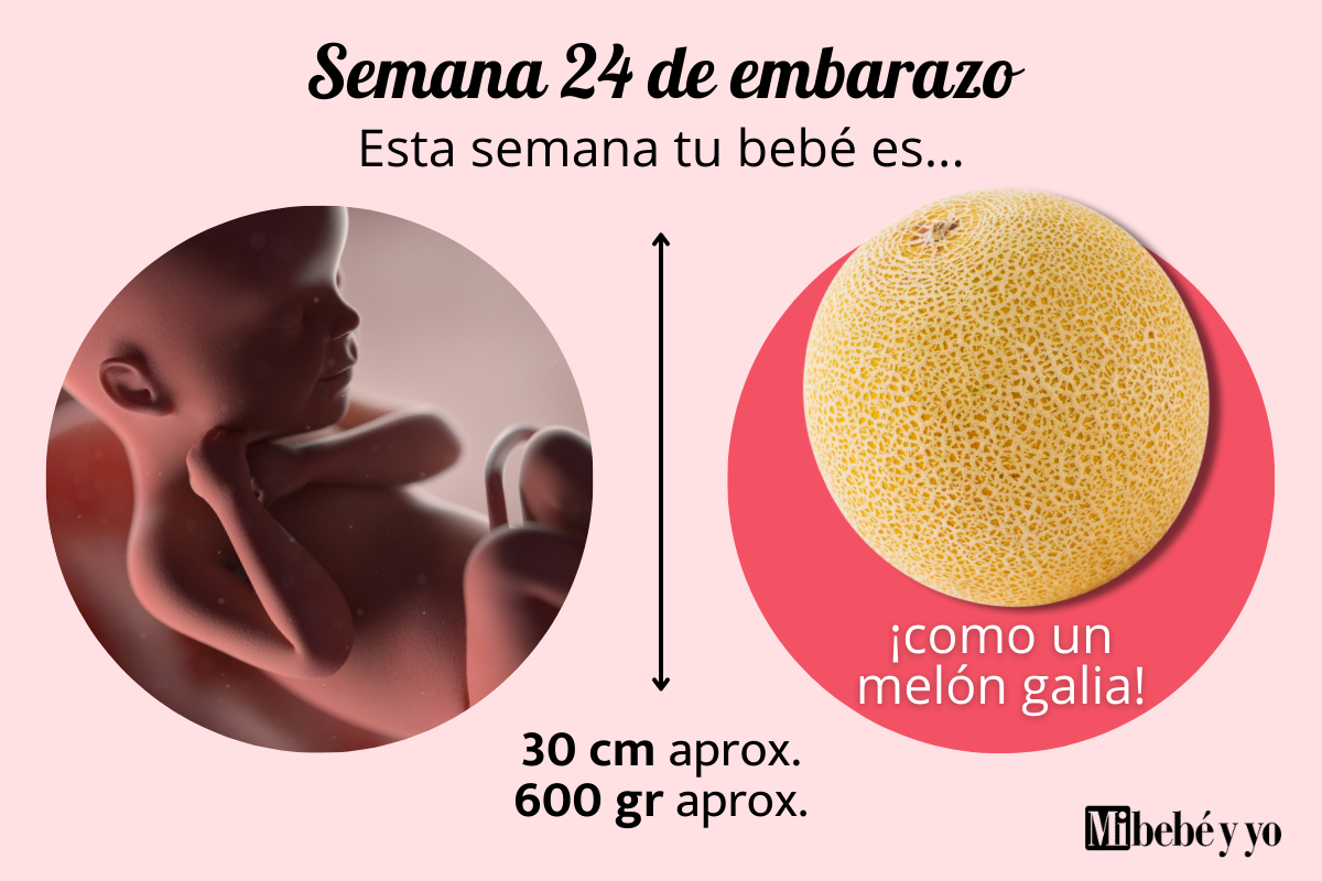 Semana 24 de embarazo: Desarrollo fetal y recomendaciones