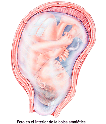 liquido amniotico infografia