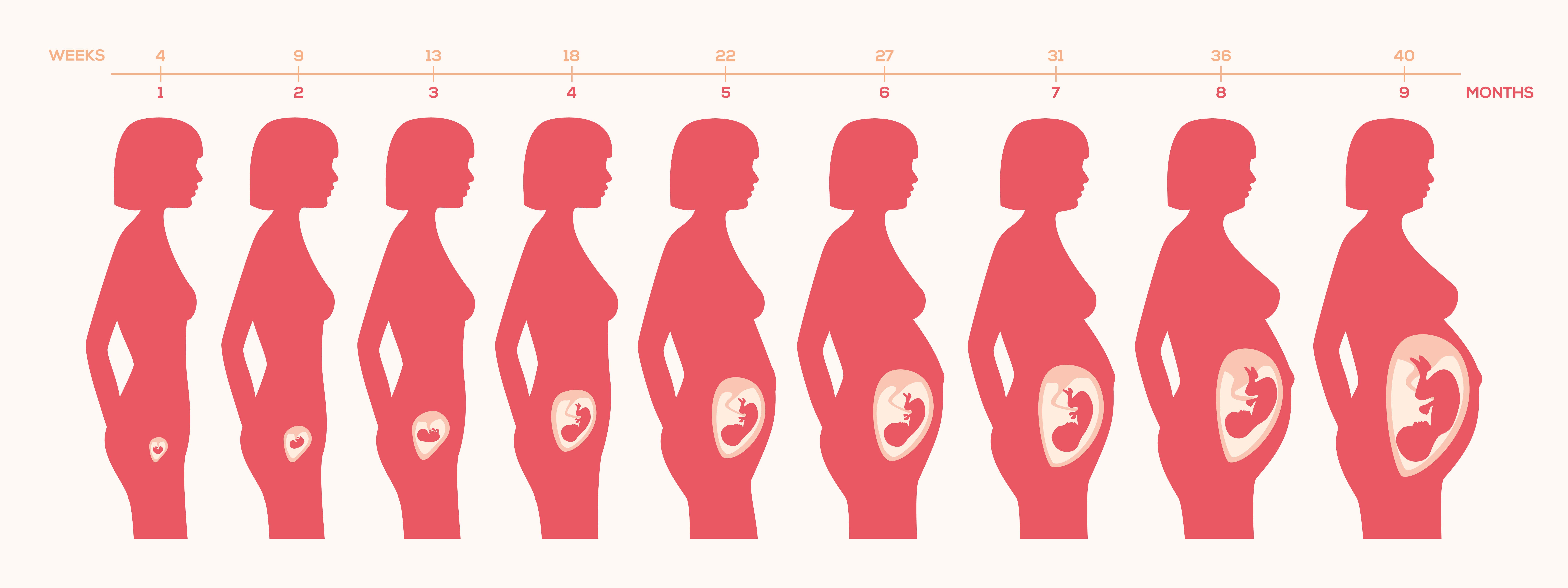 etapas embarazo meses