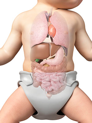 sistema digestivo bebe