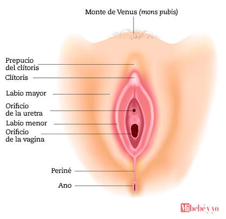 anatomia vulva infografia