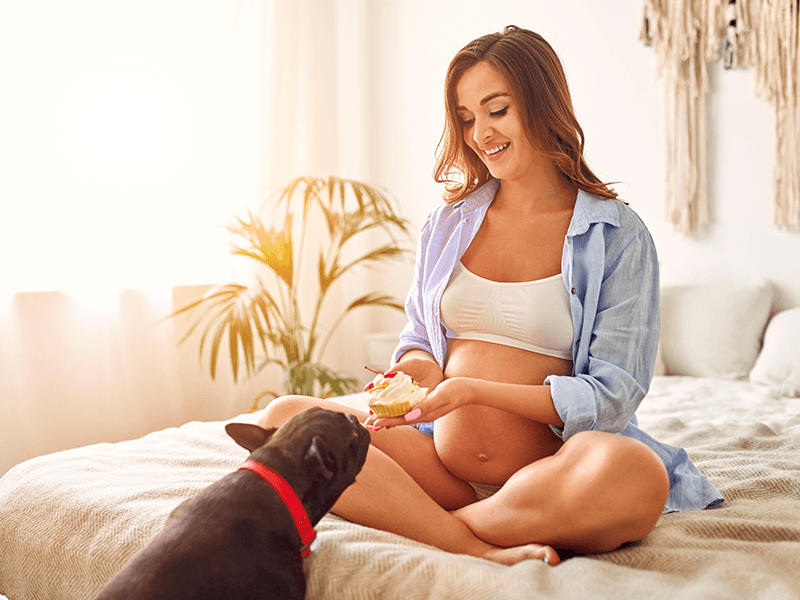 embarazada perro
