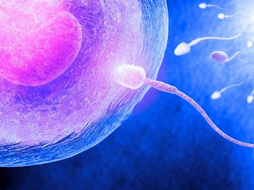Proceso de fecundación del óvulo. Competición de espermatozoides