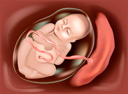 feto placenta