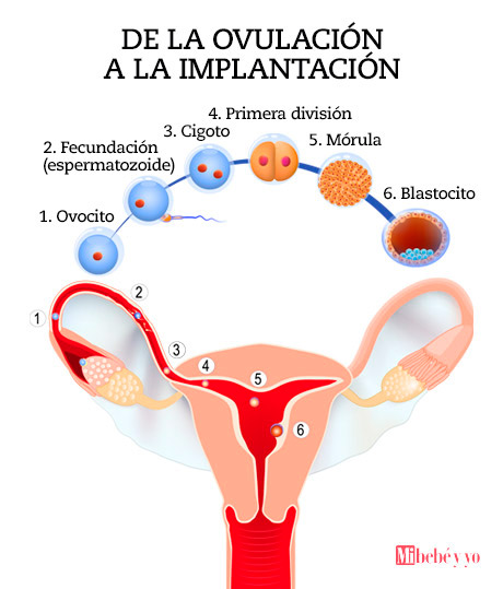 implantacion embrion info