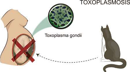 toxoplasmosis infografia