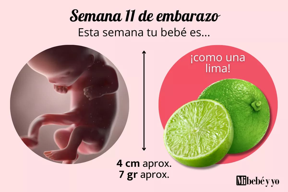 Semana 11 de embarazo: desarrollo del feto, síntomas en la madre y controles importantes