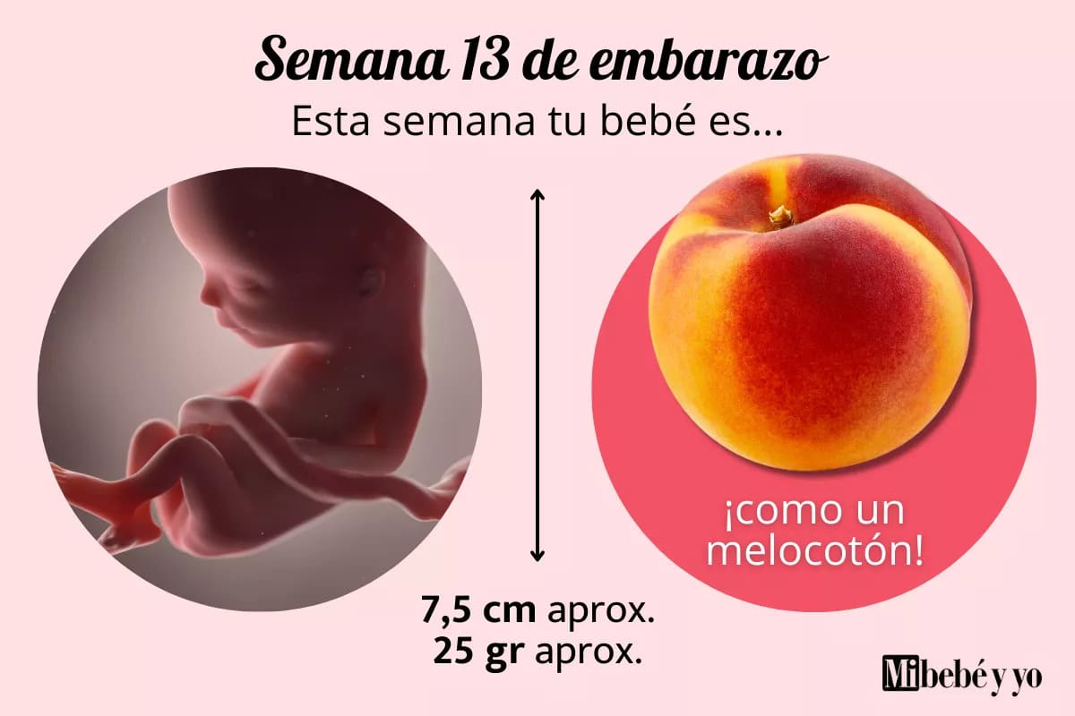 13 semanas de embarazo