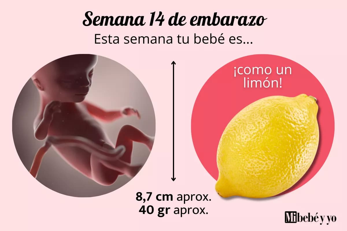 Semana 14 de embarazo