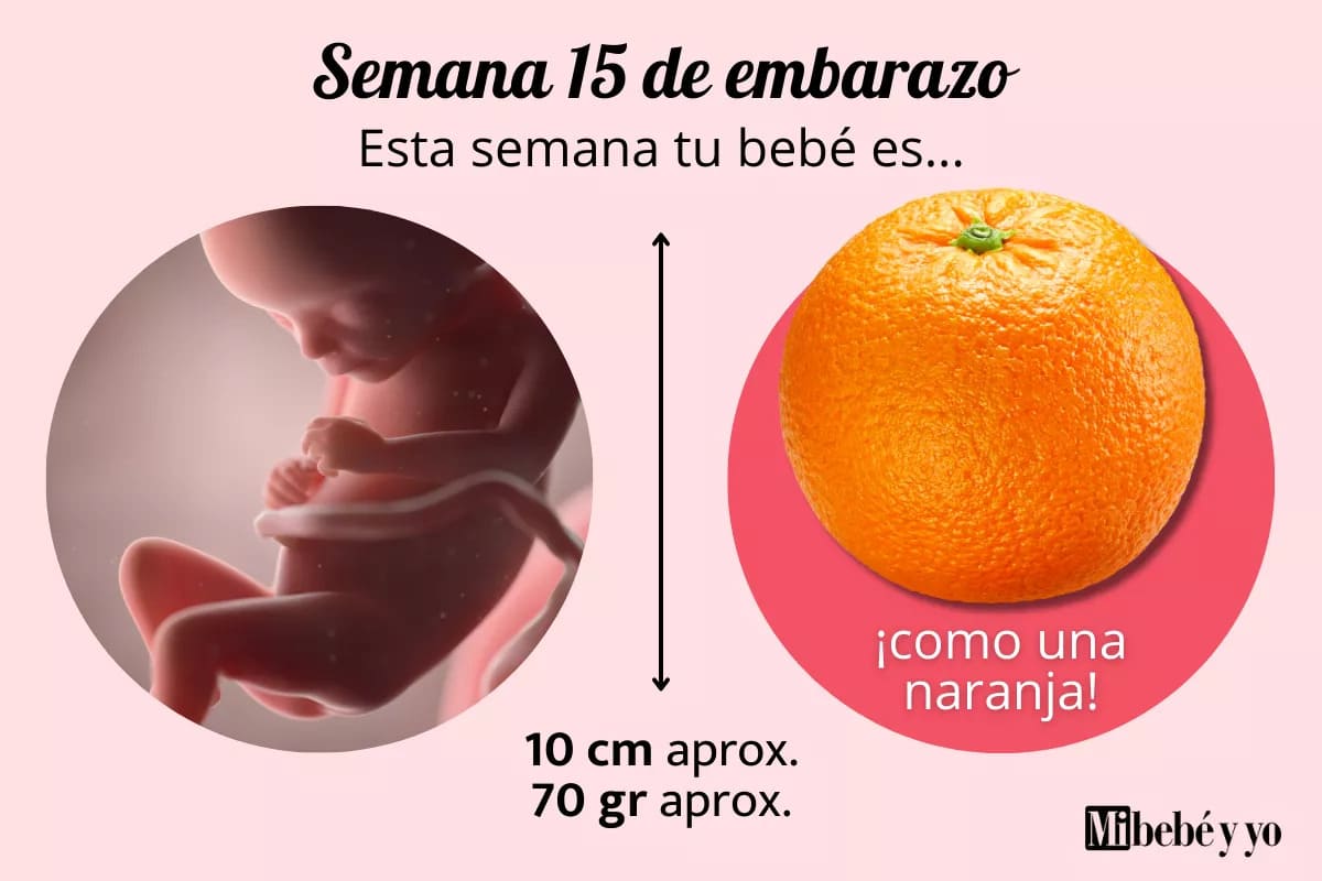 Semana 15 de embarazo