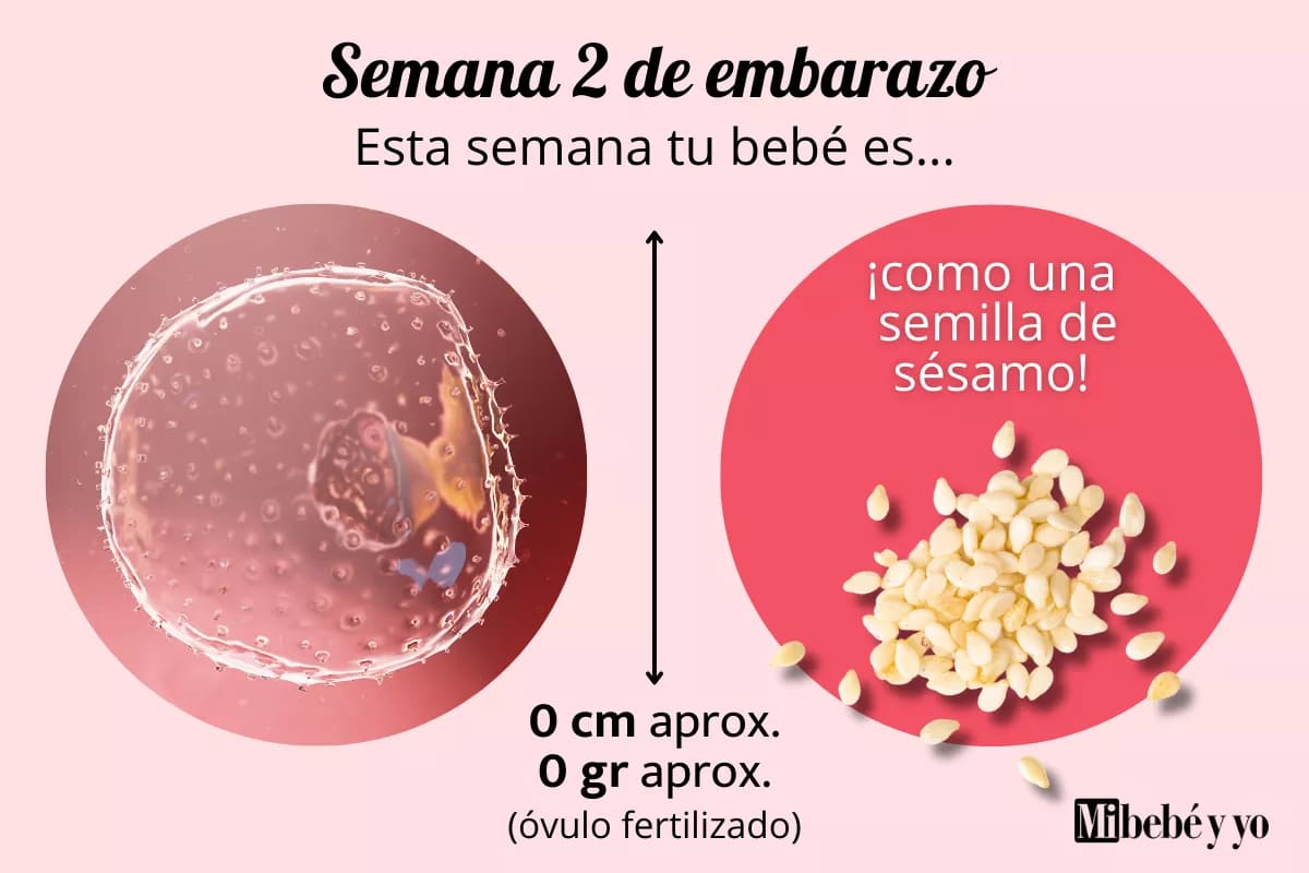 Semana 2 de embarazo: cambios en tu cuerpo y consejos clave
