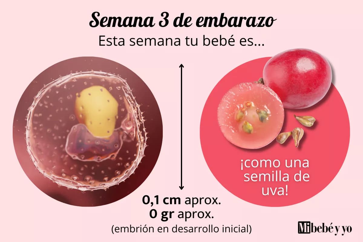 Semana 3 de embarazo: la fecundación, cambios y síntomas