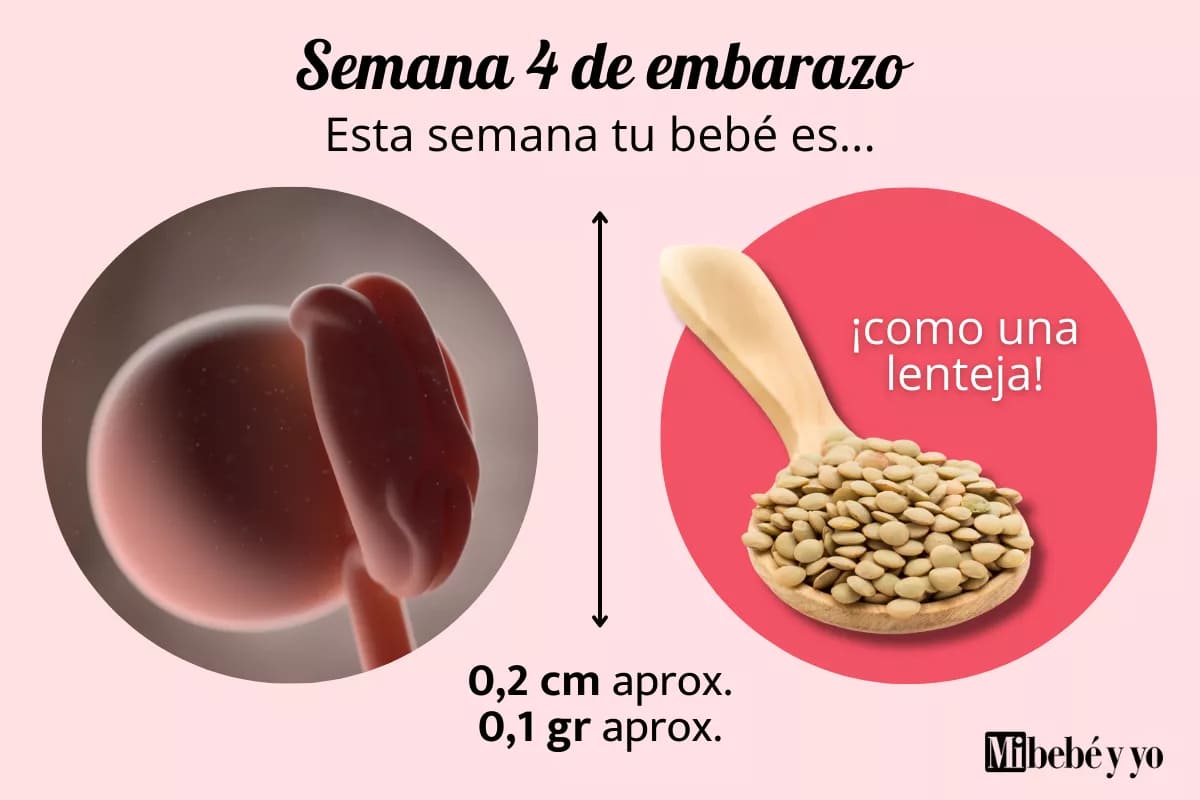 Semana 4 de embarazo: desarrollo del embrión y cambios en tu cuerpo