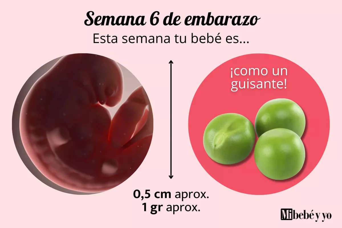 Semana 6 de embarazo: desarrollo embrionario y cambios clave