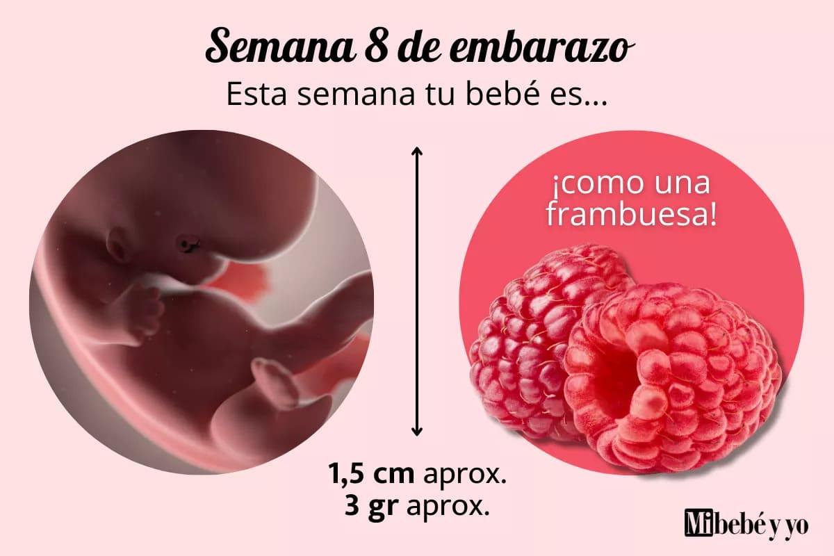 Semana 8 de embarazo: cómo se desarrolla el embrión y qué cambios puedes notar