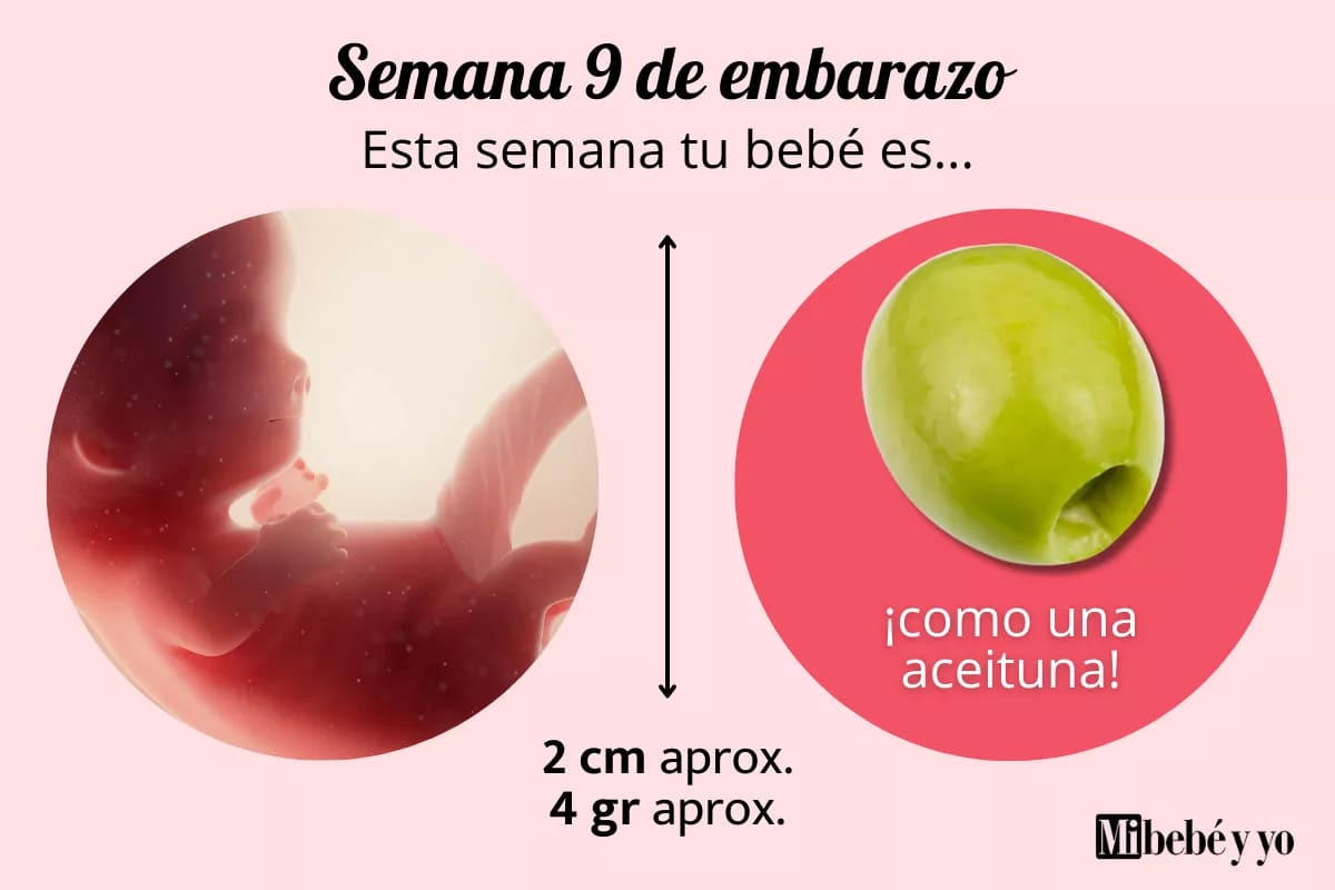 Semana 9 de embarazo: desarrollo del embrión, síntomas y recomendaciones clave