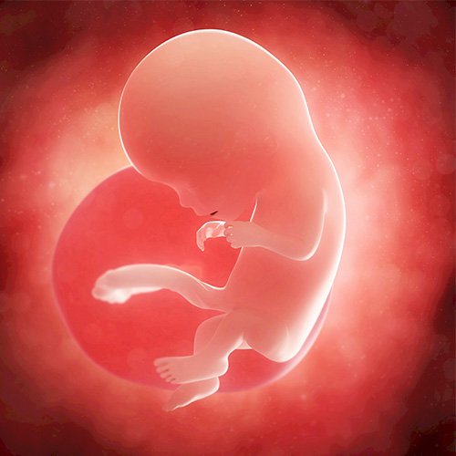 Semana 12 de embarazo: ¡se acaba el primer trimestre! 