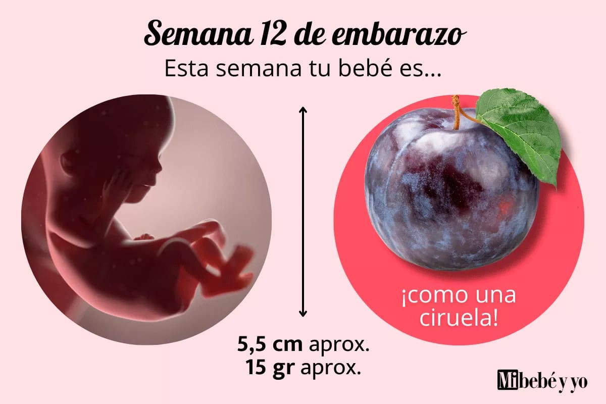 Semana 12 de embarazo: desarrollo fetal, cambios importantes y qué debes hacer