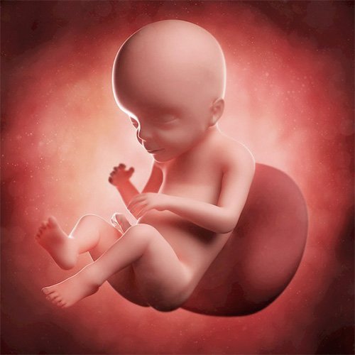 Semana 23 de embarazo: ¡Su cara y cuerpecito ya están formados!