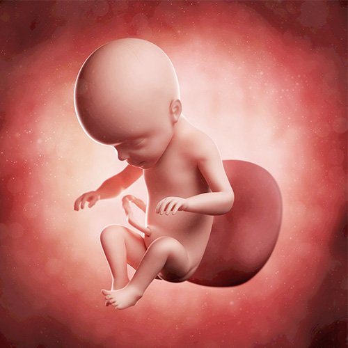 Semana 26 de embarazo: ¡Se coloca en posición fetal!