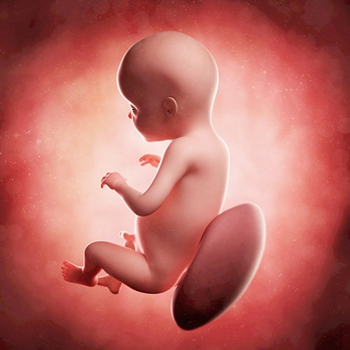 Semana 28 de embarazo: ¡Ya reconoce tu voz!