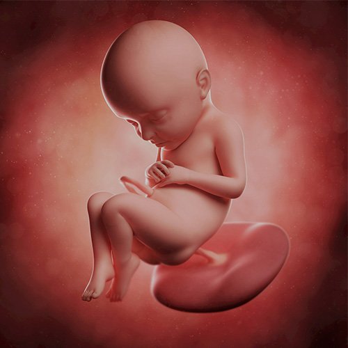 Semana 32 de embarazo: ¡sus órganos están casi listos!