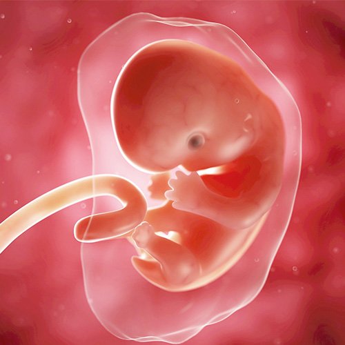 Semana 7 de embarazo: La placenta se está formando