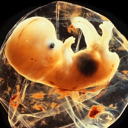 Semana 8 de embarazo: La placenta lo alimenta