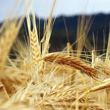 Los beneficios el germen de trigo para la salud