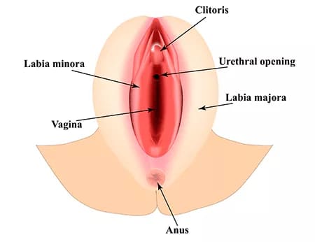 clitoris-infografia