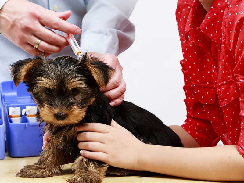 Vacunacion y mascotas