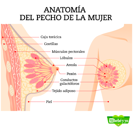 anatomia pechos infografia