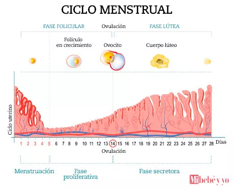Fases Del Ciclo Menstrual La Fase Folicular