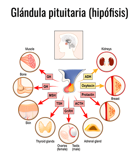 glandula pituitaria infografia