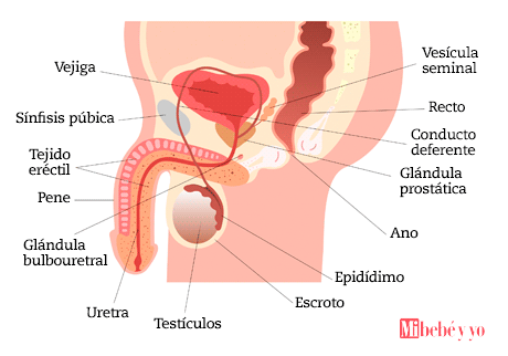 pene genitales infografia