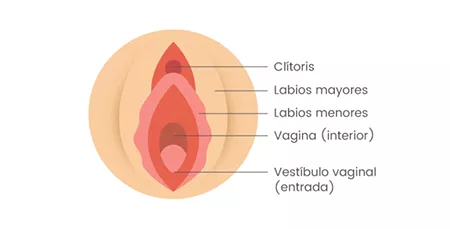 infografia-vagina-platanomelon