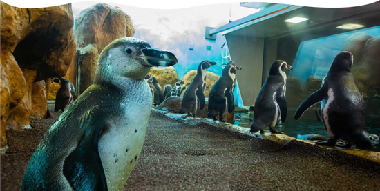aquarium Veracruz Pinguinario