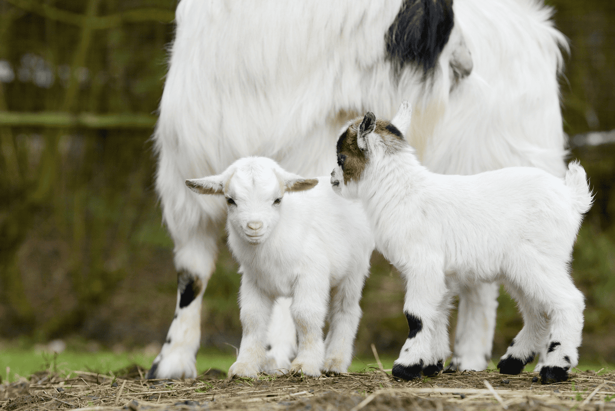 Fórmulas a base de leche de cabra: ¿por qué son tendencia y una excelente opción para alimentar a tu bebé?