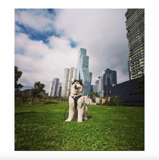 Perro-Parque-La%20Mexicana-Instagram