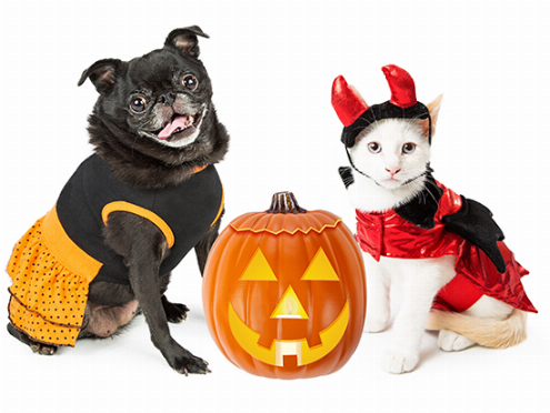 disfraces halloween mascotas