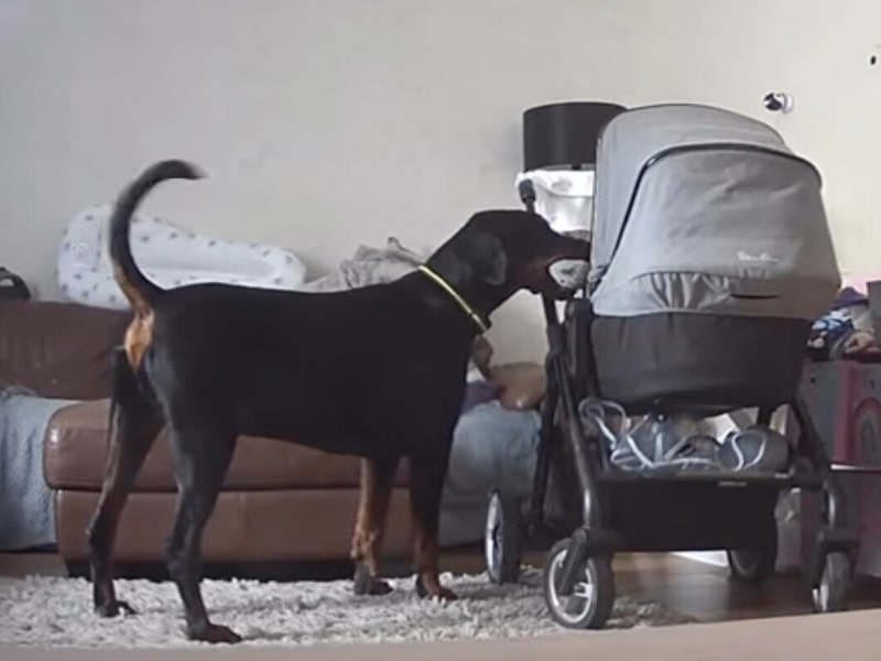 Video: el perro de la familia entretiene a la bebé para calmarla