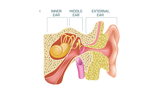 detectar-y-tratar-otitis-especialista-anatomia-oido