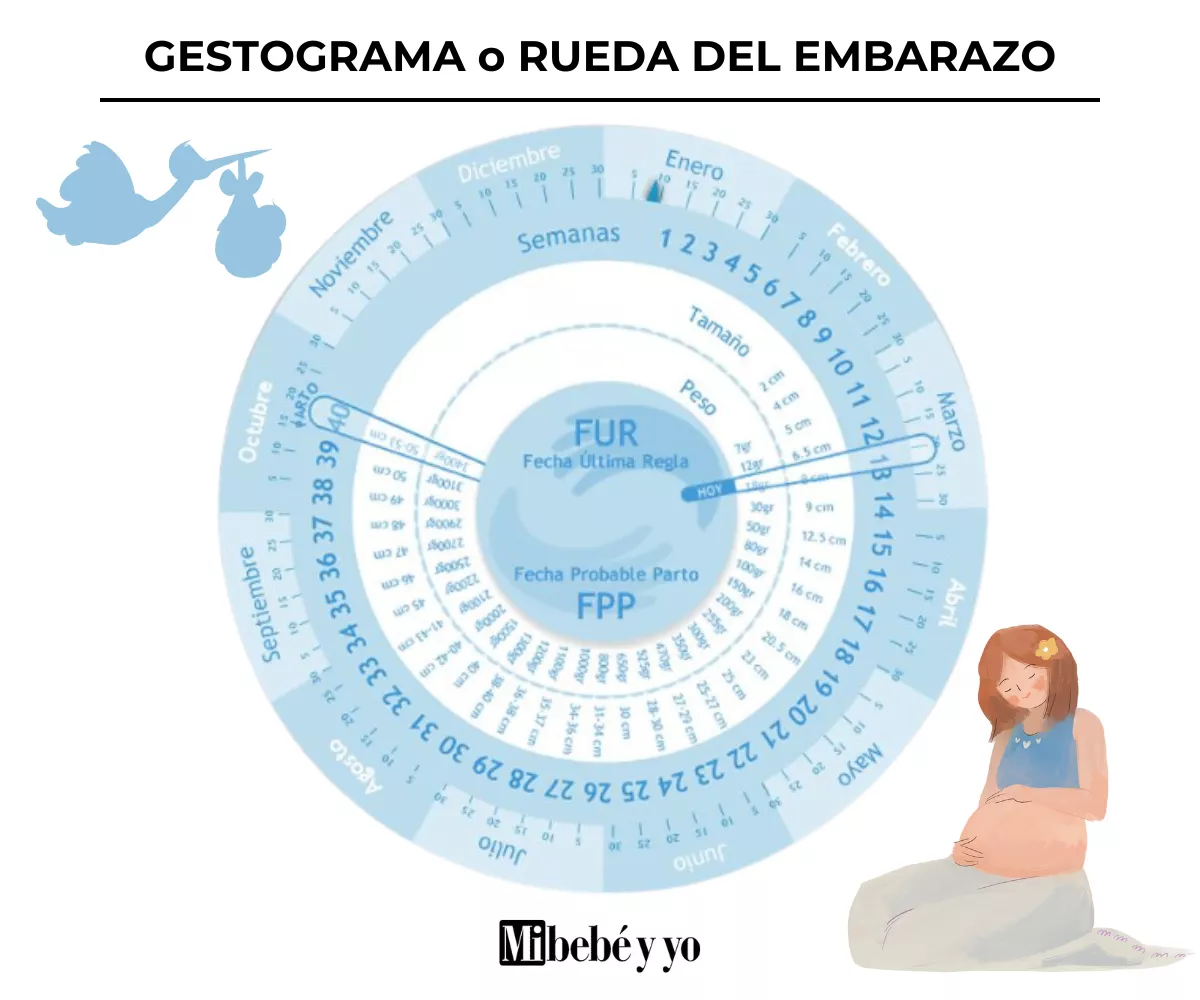 gestograma_calcular_fecha_parto