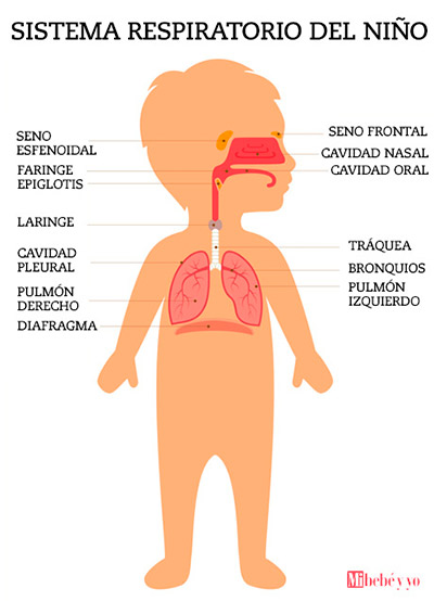 sistema respiratorio info2