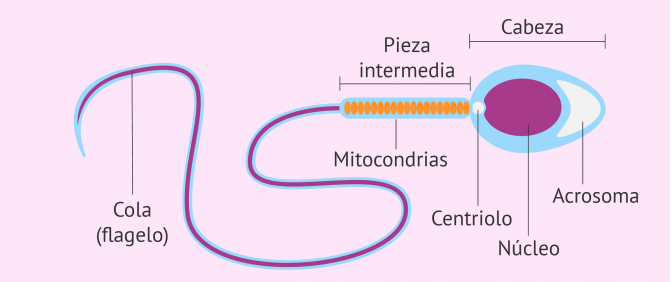 Infografía de las partes de un espermatozoide